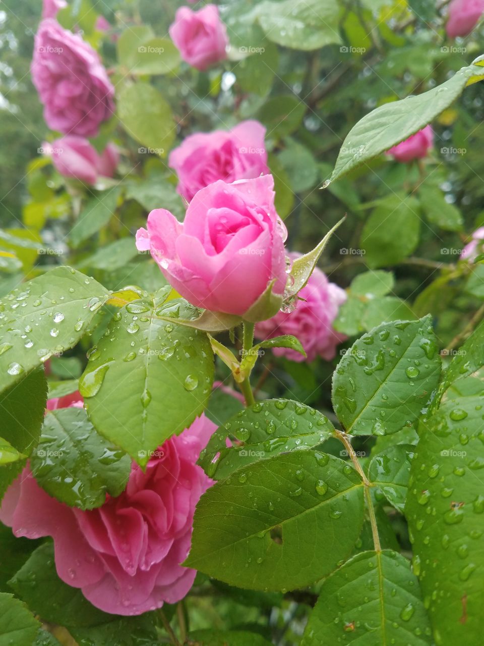 Wet Roses