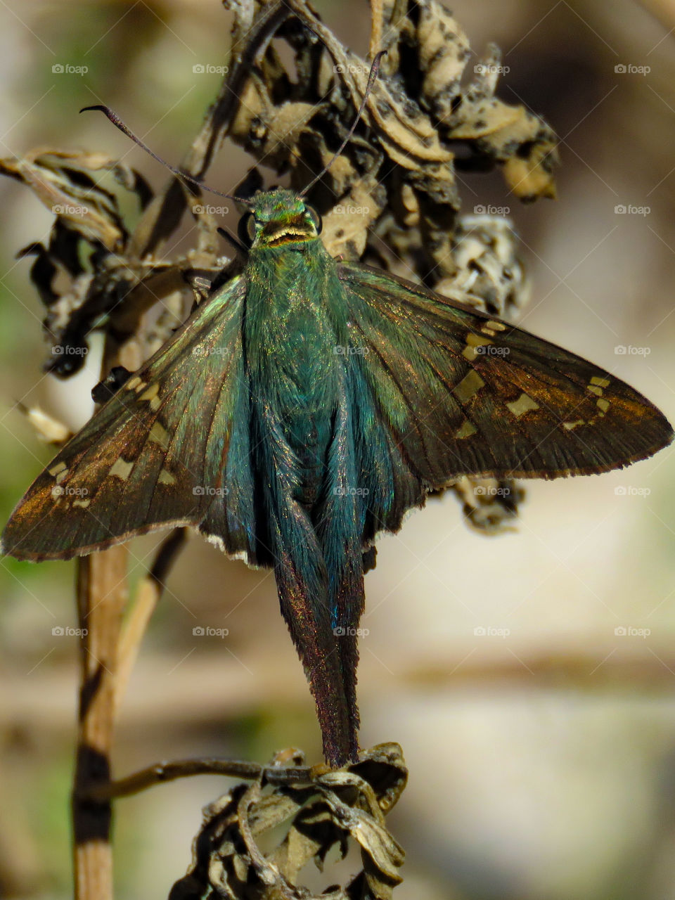 long-tailed skipper