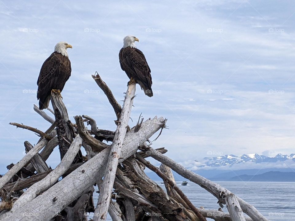 two bold eagles on driftwood in Seward, Alaska