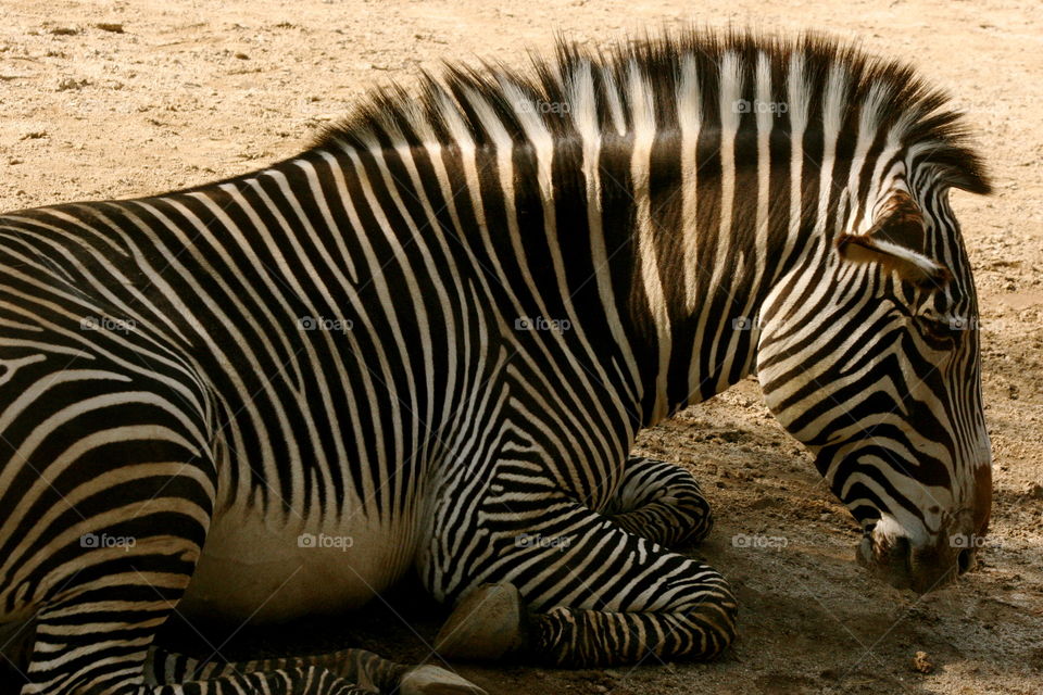 Zebra - Los Angeles Zoo (Los Angeles, CA)