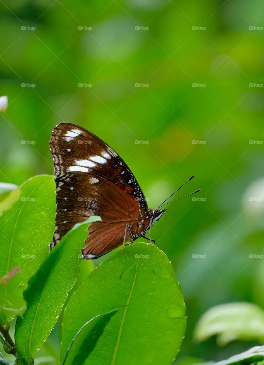 butterfly