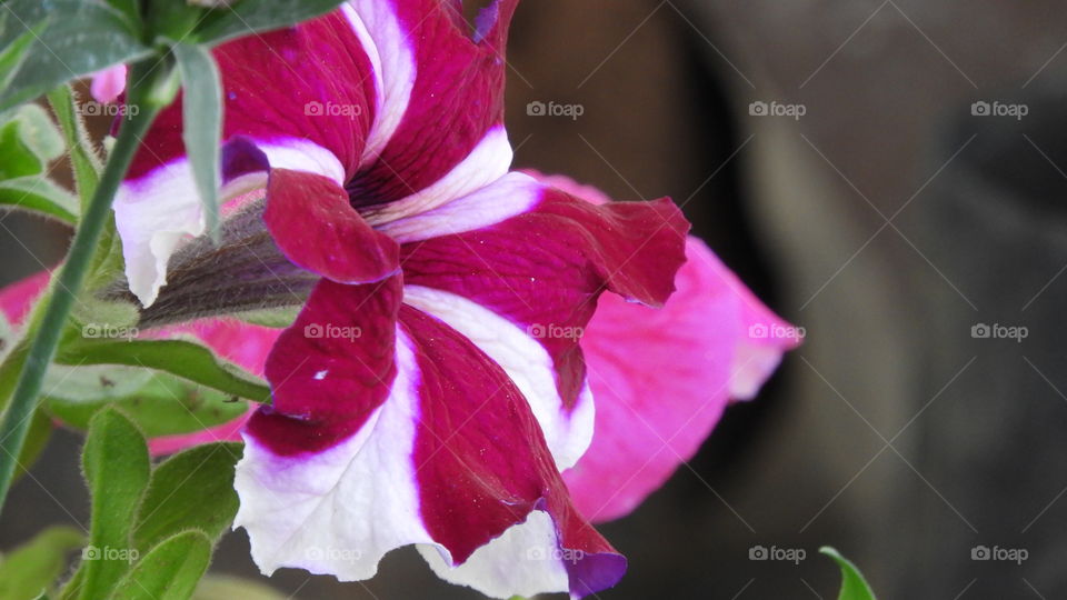 Beautiful Purple Flower # My Love #my House