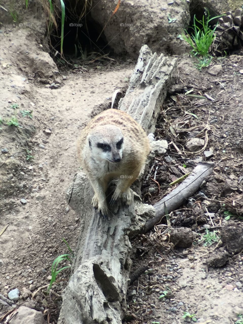 Meerkat