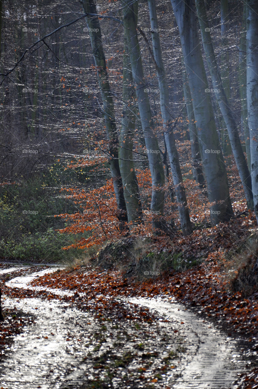 Fall, Wood, Leaf, No Person, Nature