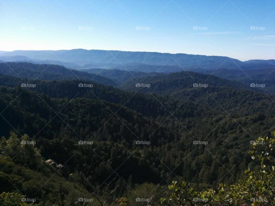 High angle view of forest