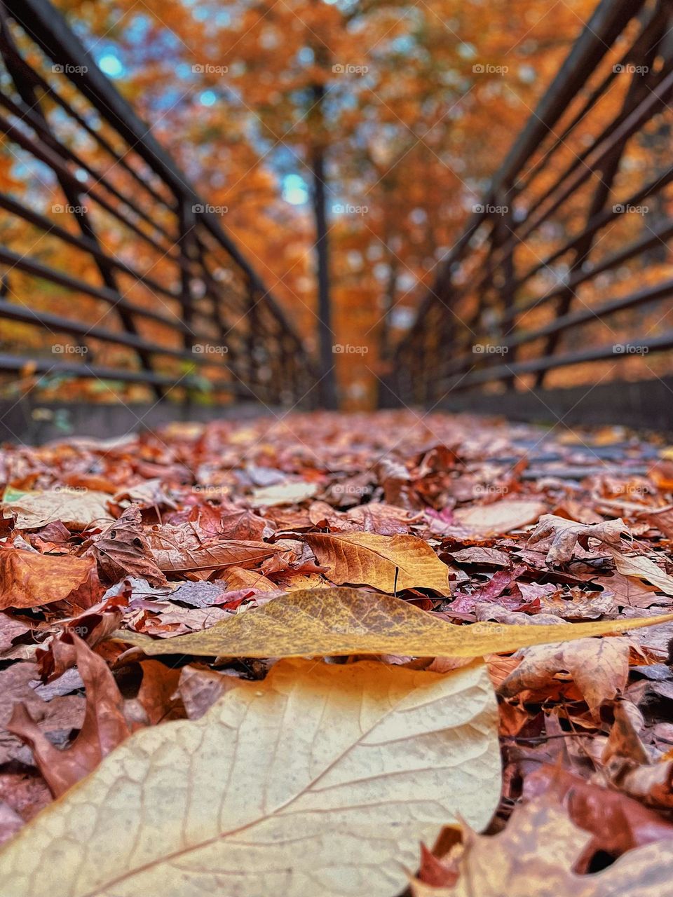 Colorful leaves on a bridge in a forest, walking in the forest in the fall time, autumn in the Midwest, colorful leaves on the ground, low camera perspective shot, low shot of the colorful leaves 