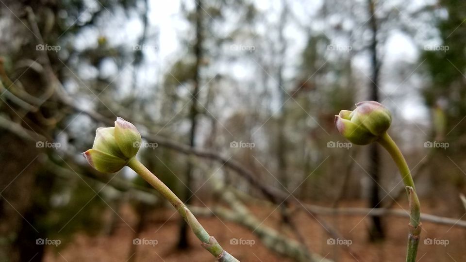 dogwood blooming