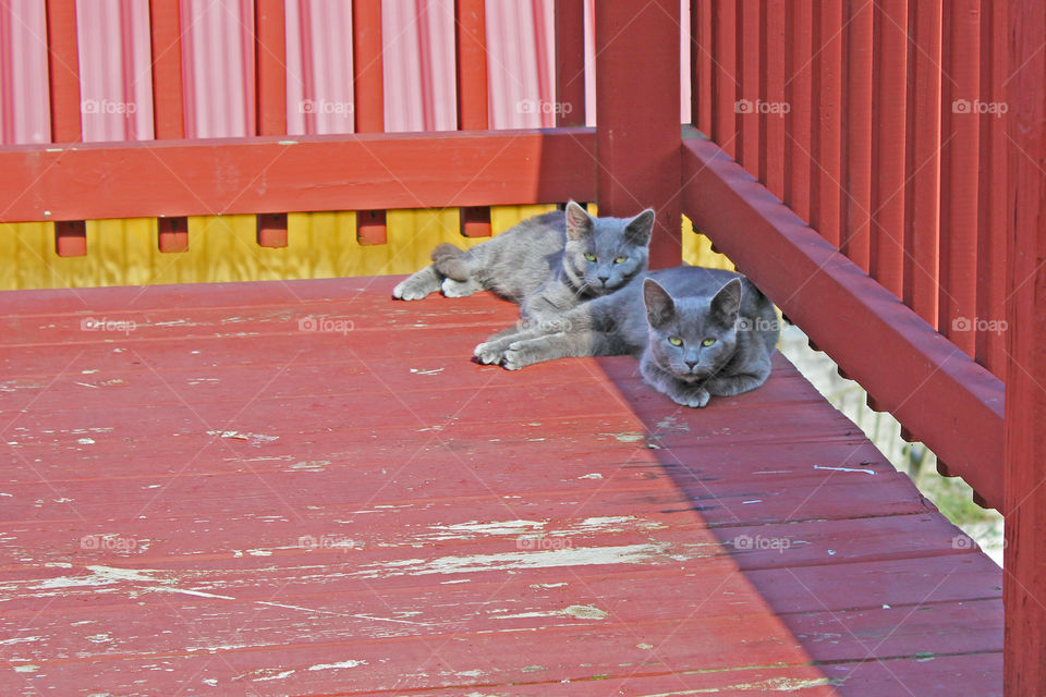 Cute Russian Blues Sleeping 