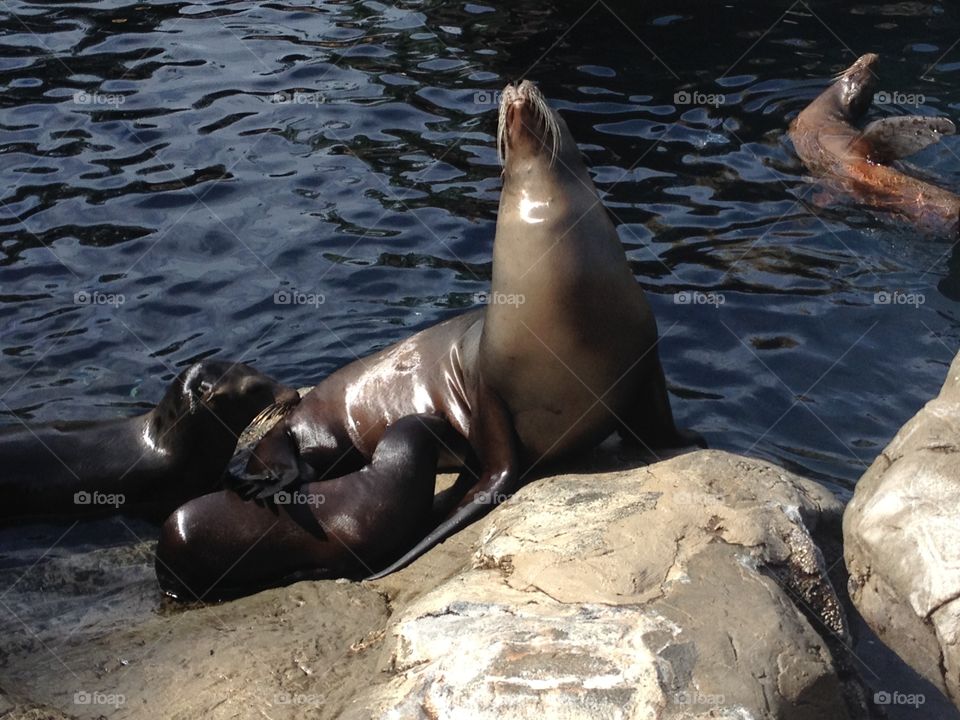 Baby sea lion nurses from mom