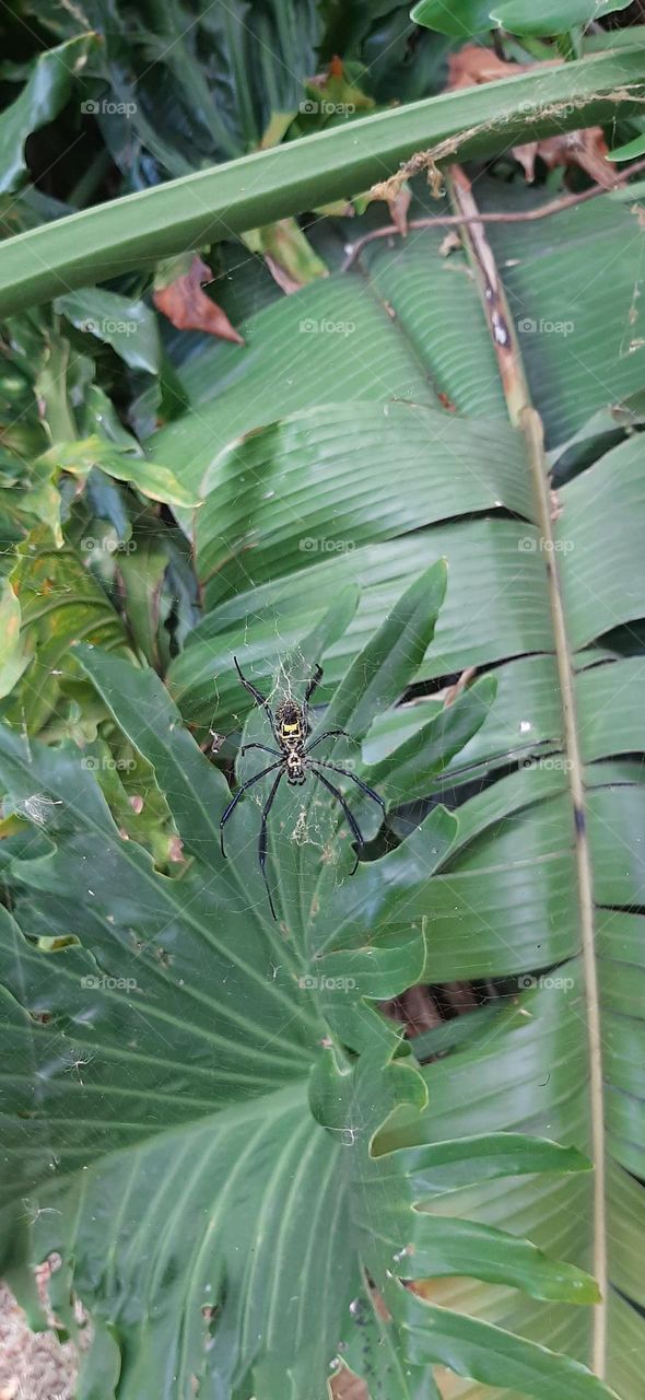 Golden Orb Weaver