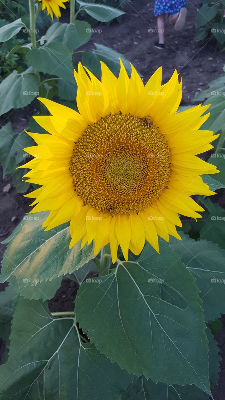 yellow sunflower