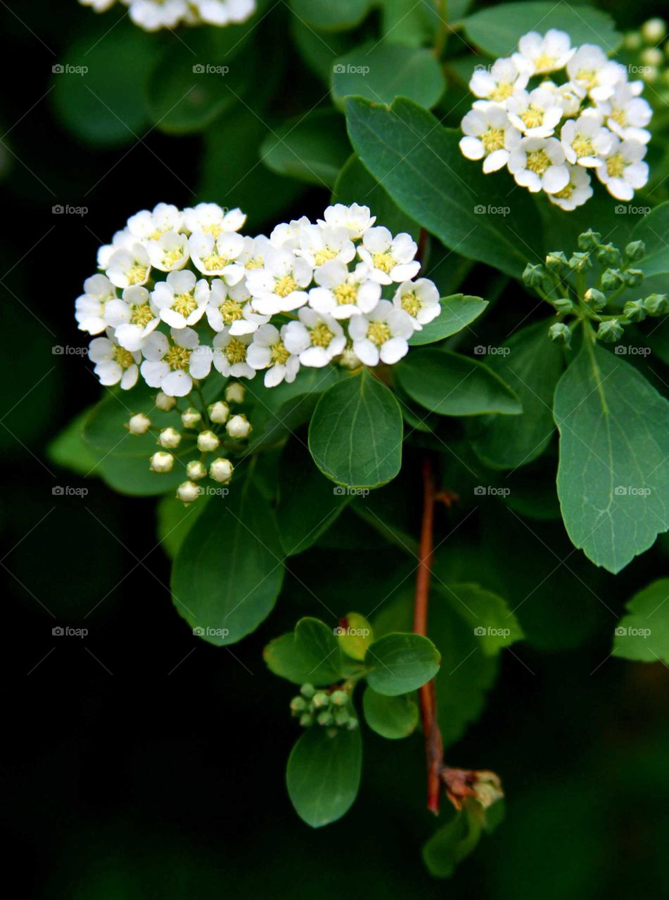 white flowers surround by deep green leaves.