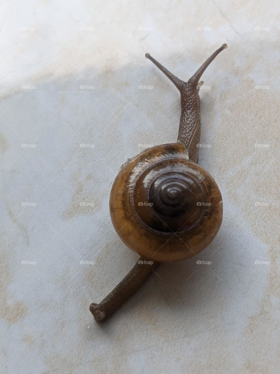 liliput  on the floor