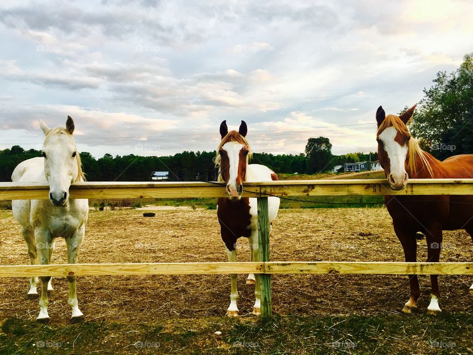 The three musketeers. Waiting for their photo to be taken 