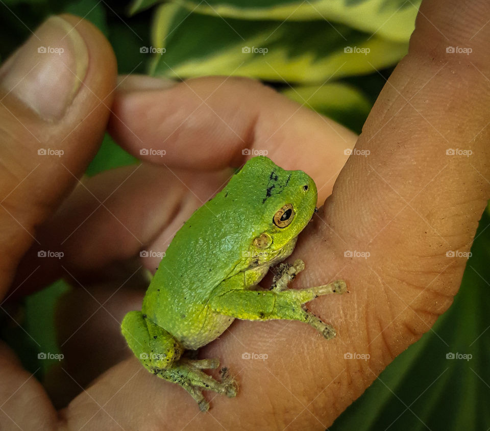 little green frog hanging out