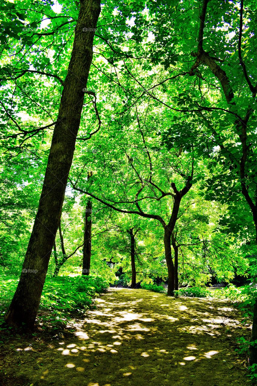 Beautiful hike in the woods in Indiana 