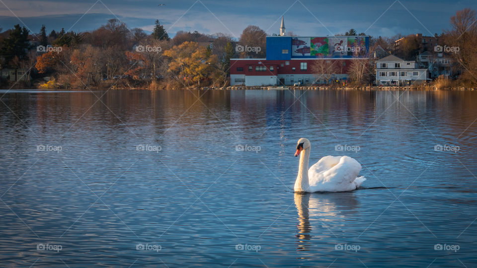 A Swan swims at sunset in Spy Pond 