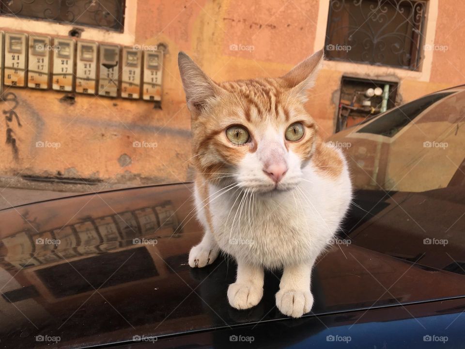 Beautiful cat looking at camera 