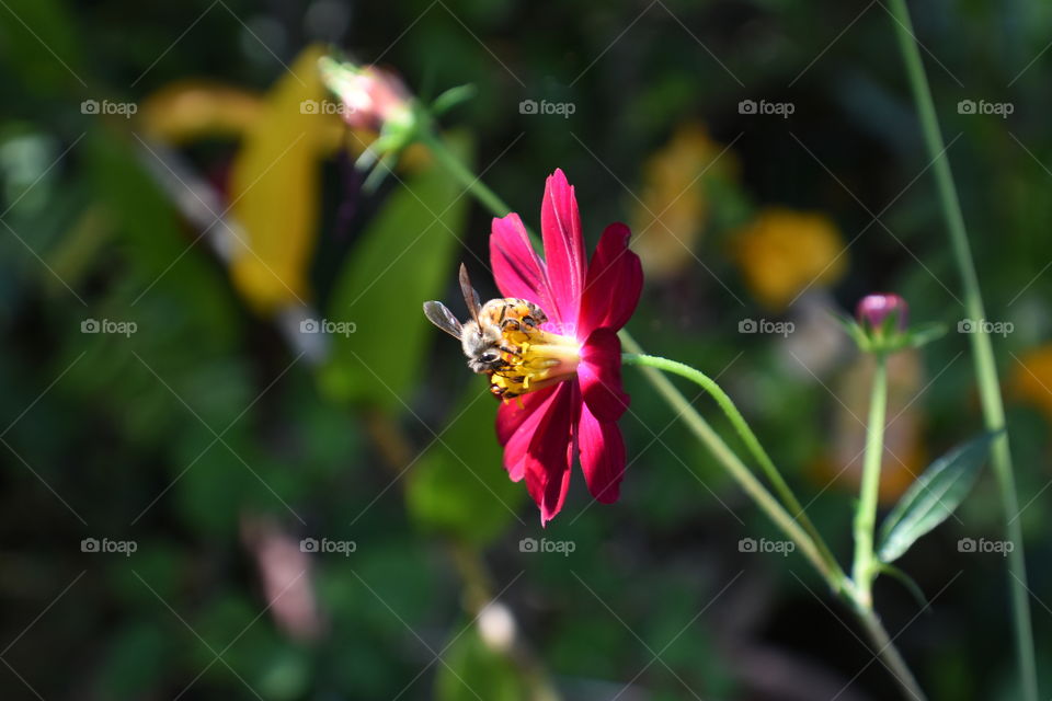 Pink flower bee