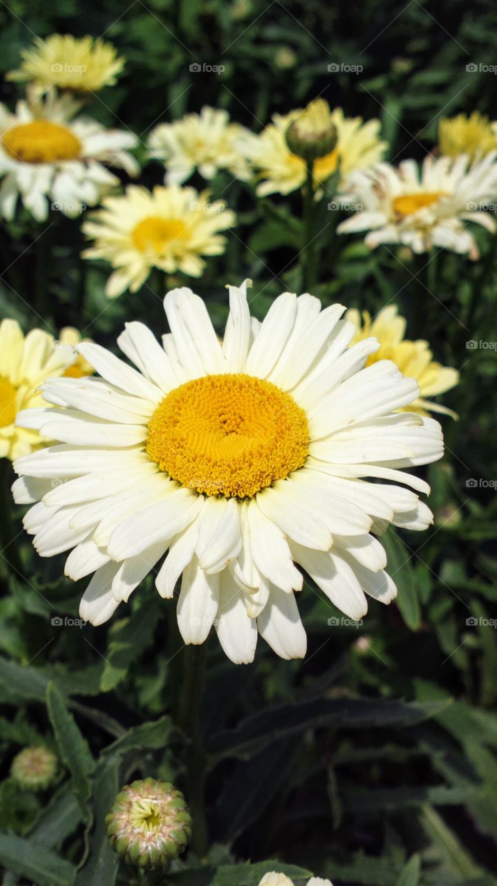 daisy