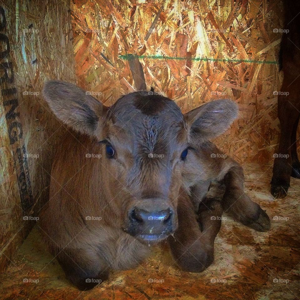 Bull calf "Junior"