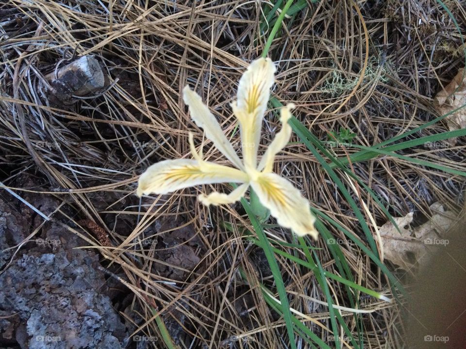 Spring forest flower 