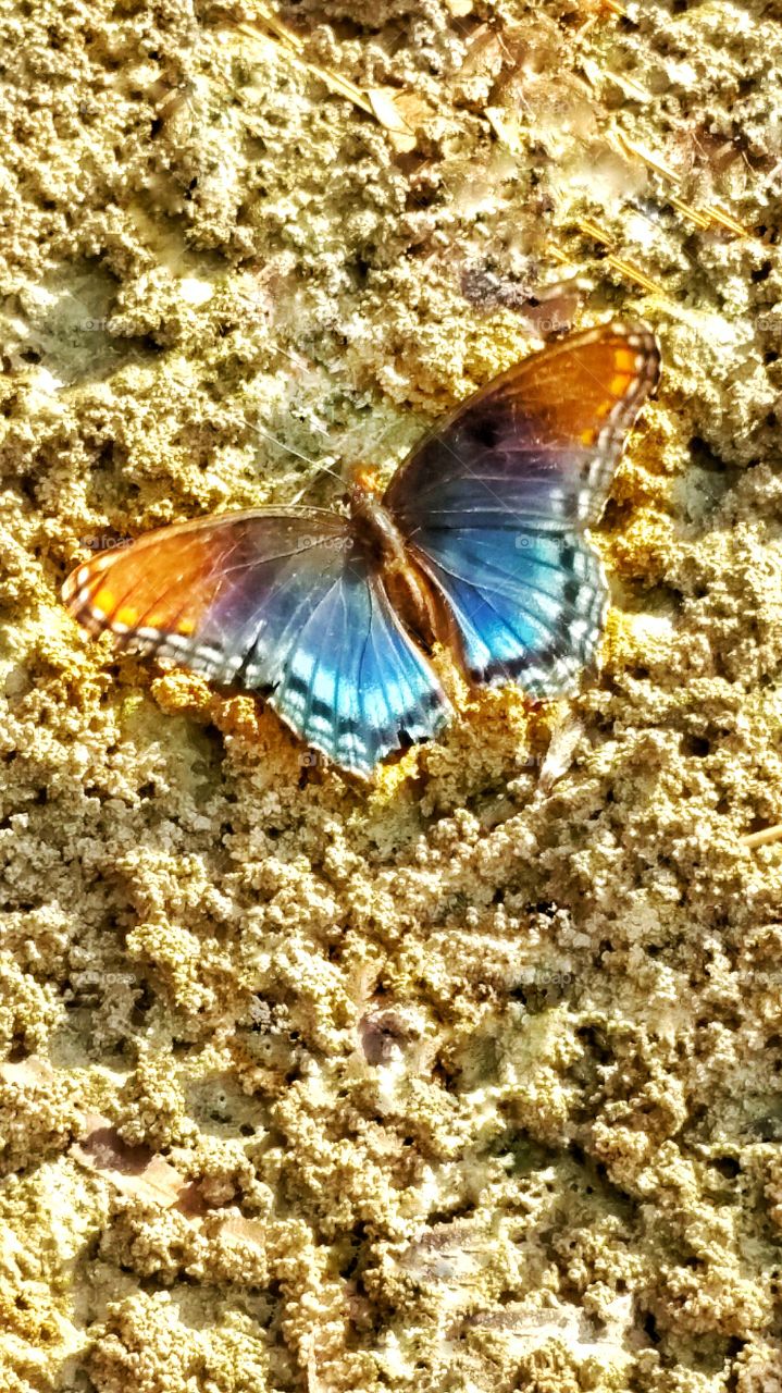 blue butterfly sitting in the sun