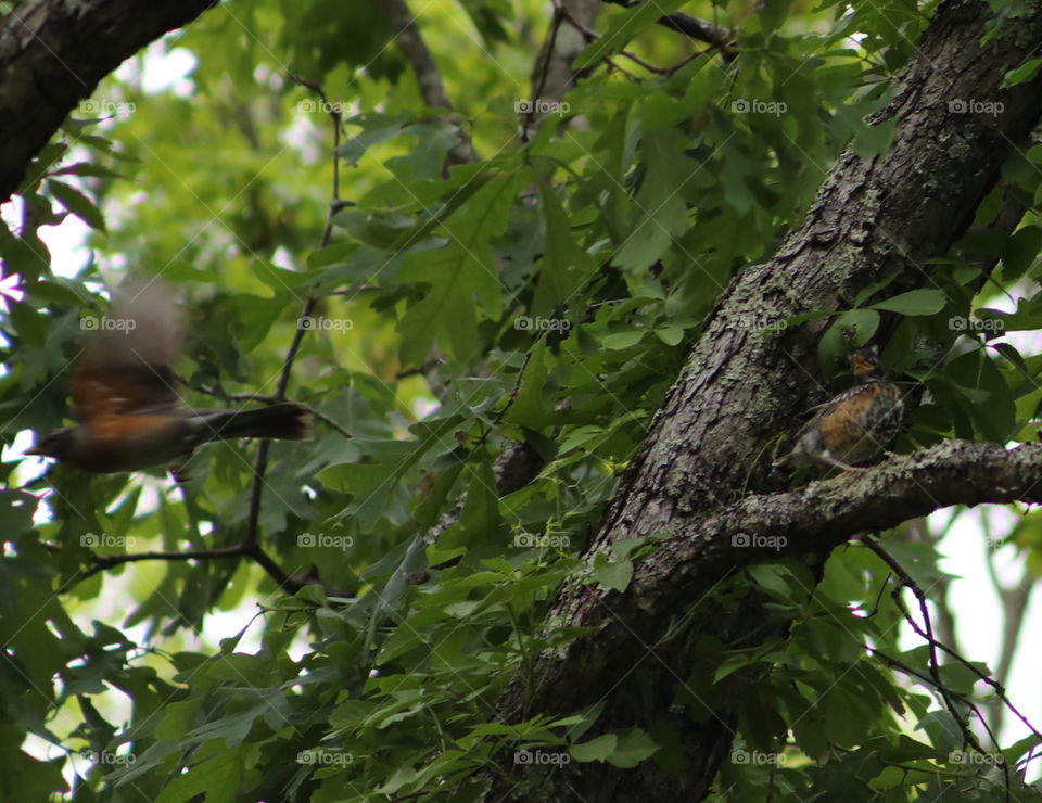 Fledging yelling at Mom for Food