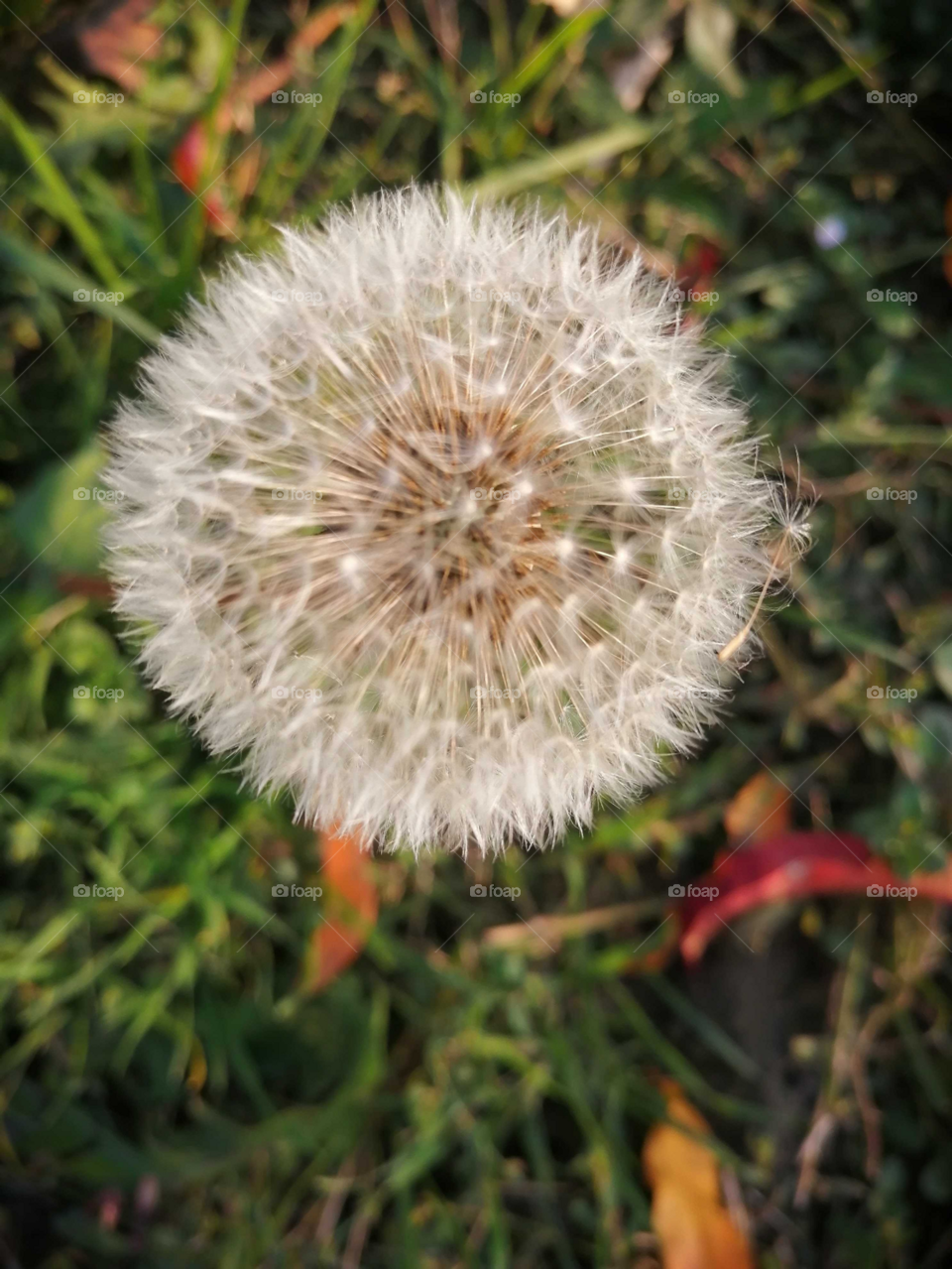 White dandelion