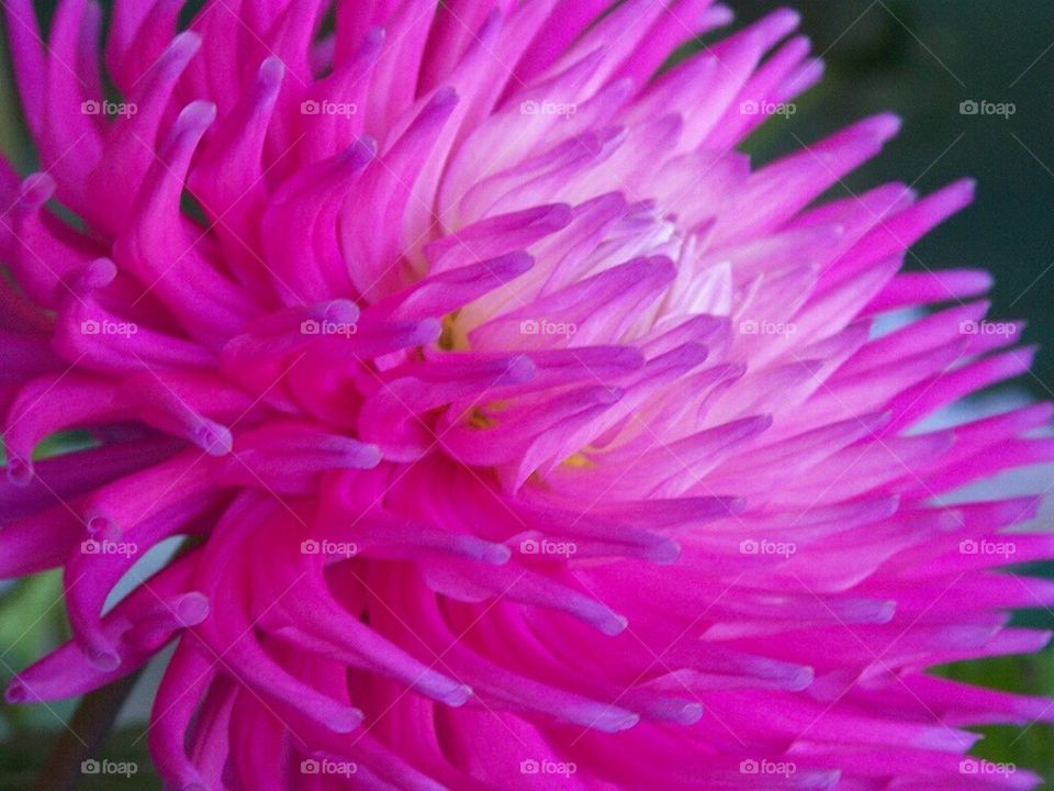 Dahlia