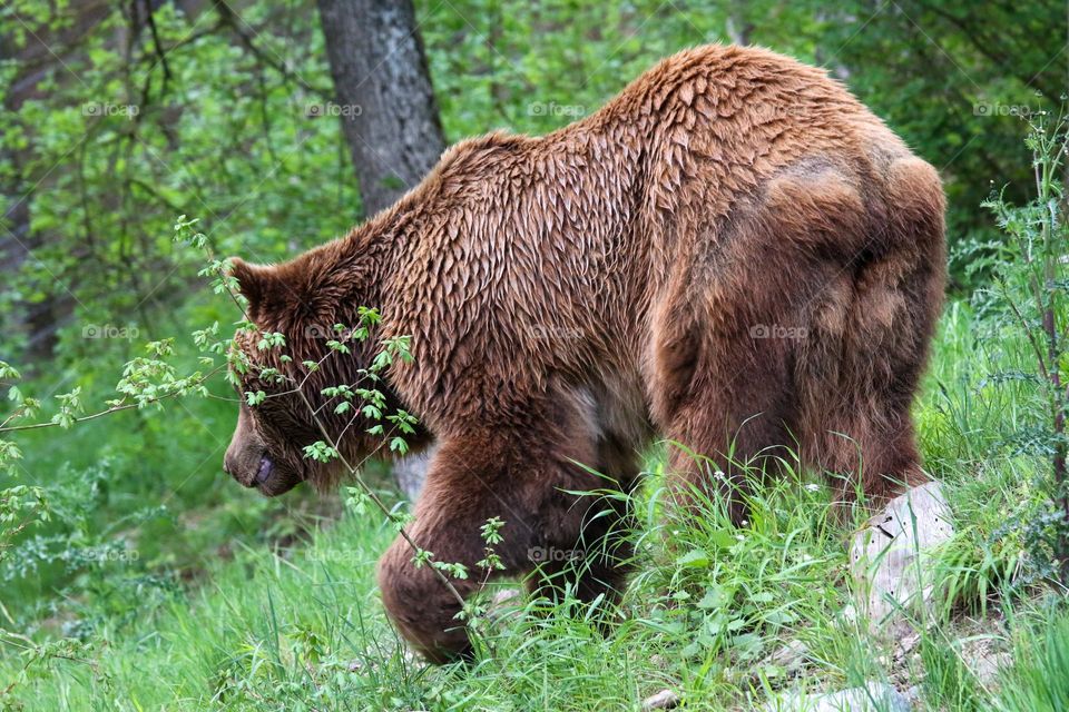 Grizzly bear in the forest