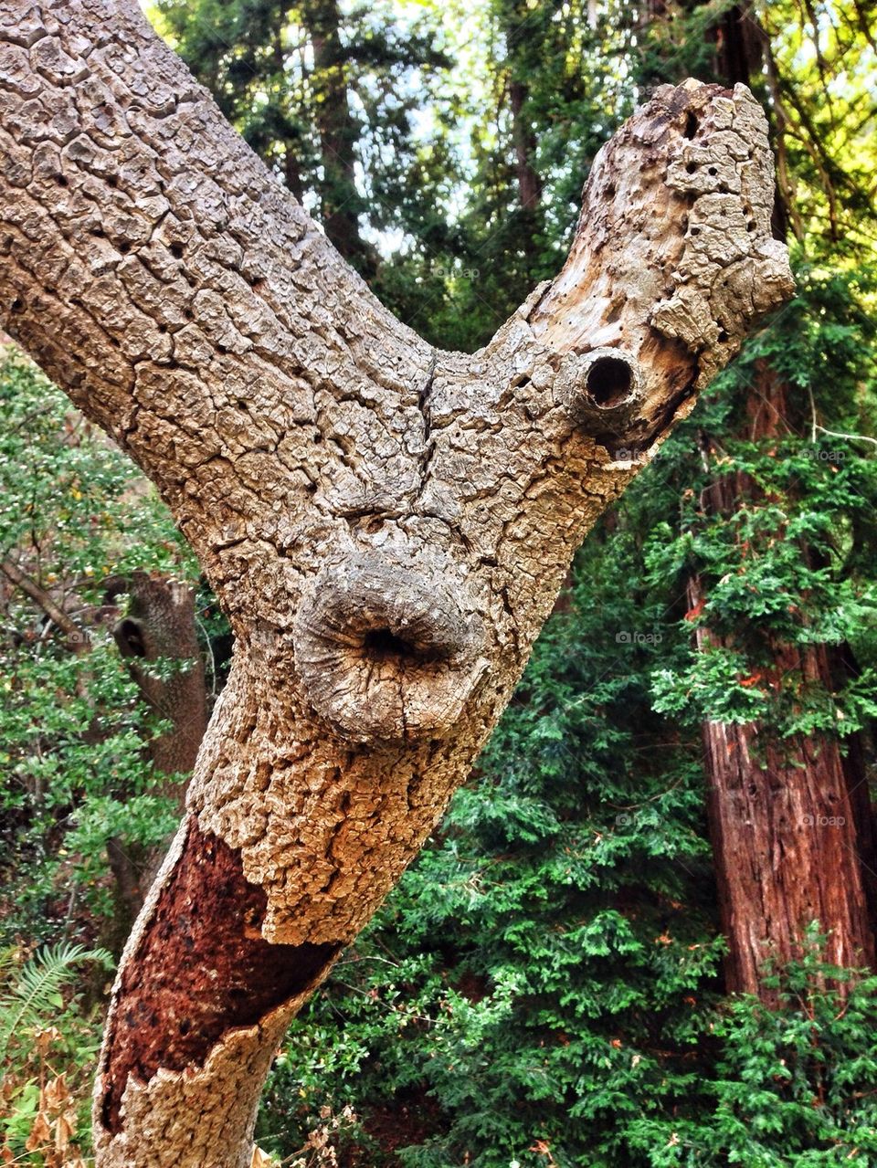 Tree face