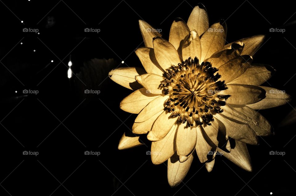 Lotus in sepia. Lotus flower bloom 
