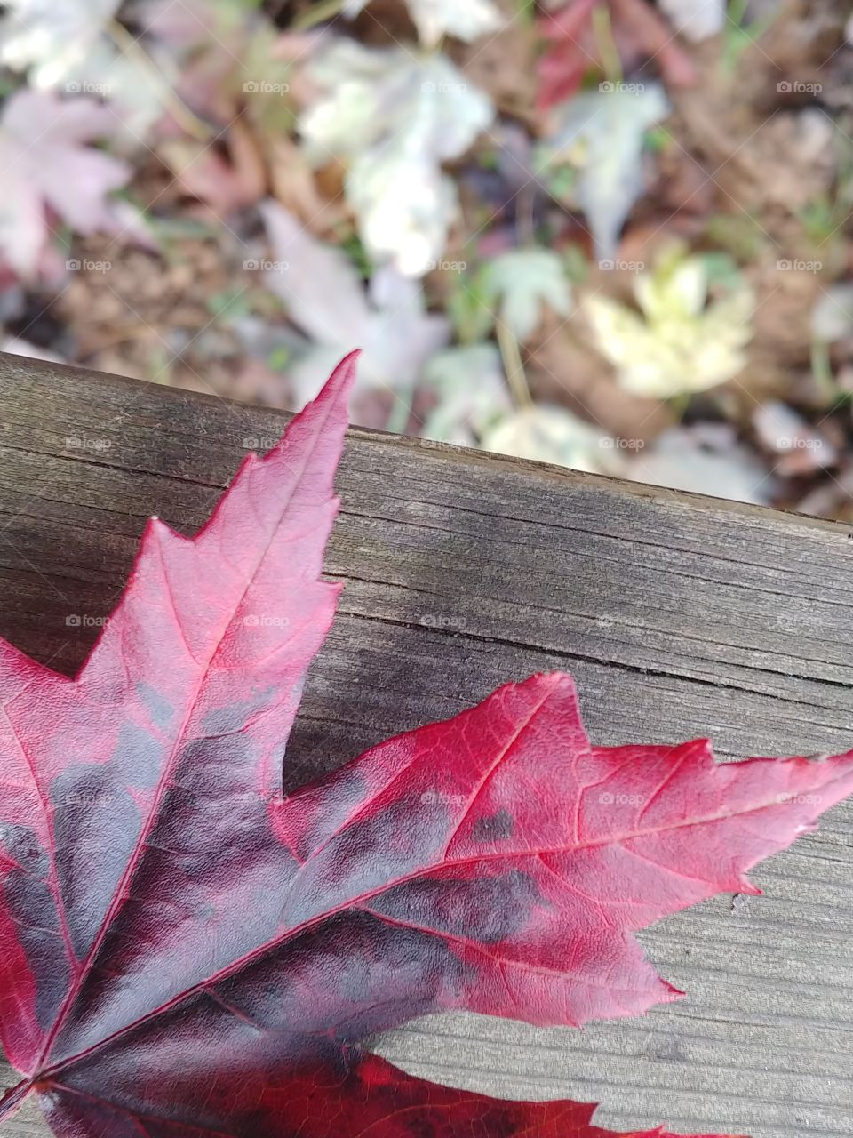 A close-up of a red and black fallen leaf resting on a wooden bench above other leaves blirred on the ground in the Fall.