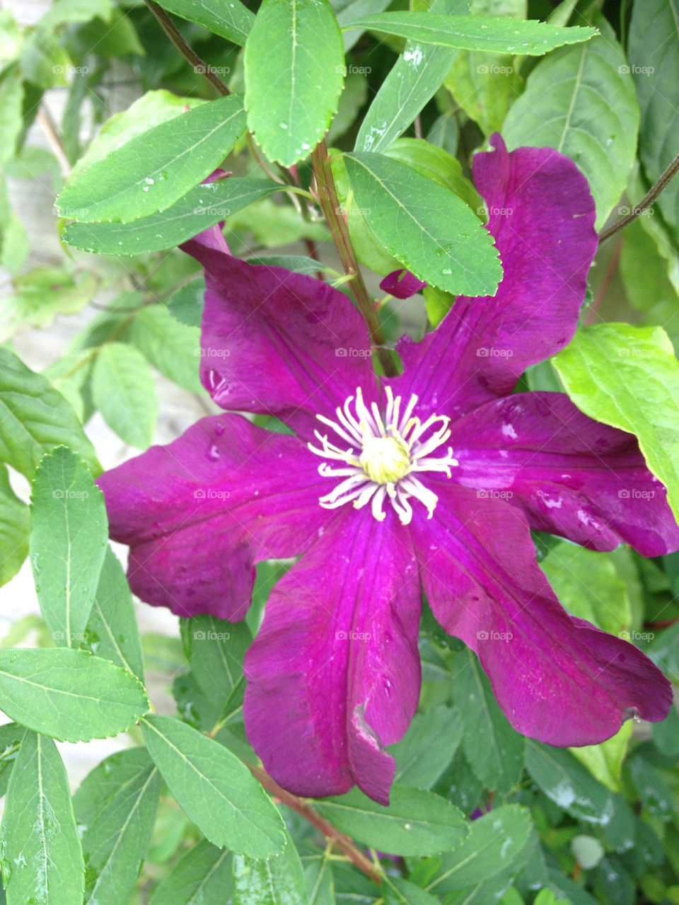 garden flower purple leafs by gsplan