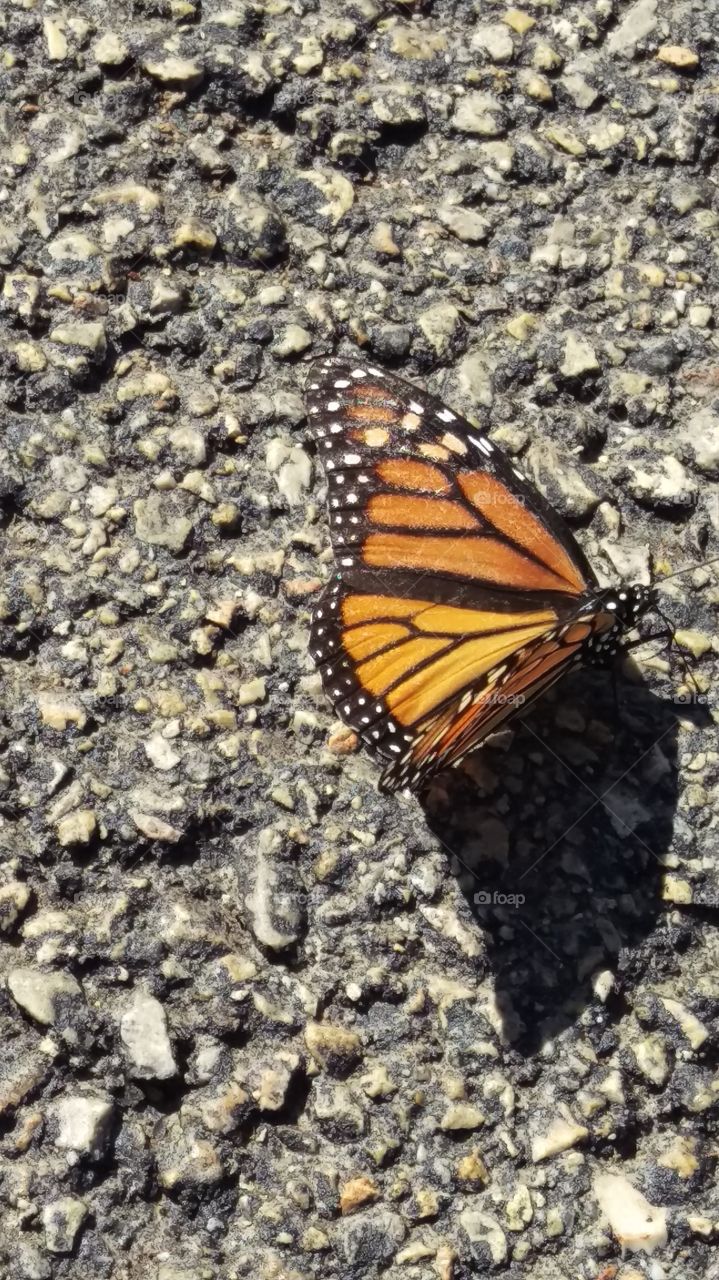 Monarch showing off it's beauty