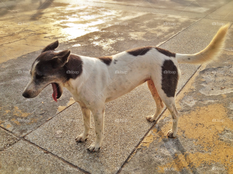 sunset dog animal thailand by twilite