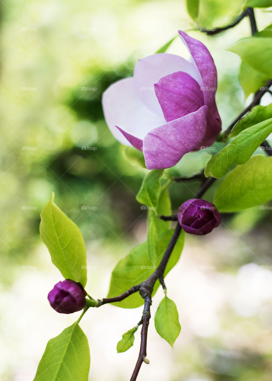 Magnolia flowers 