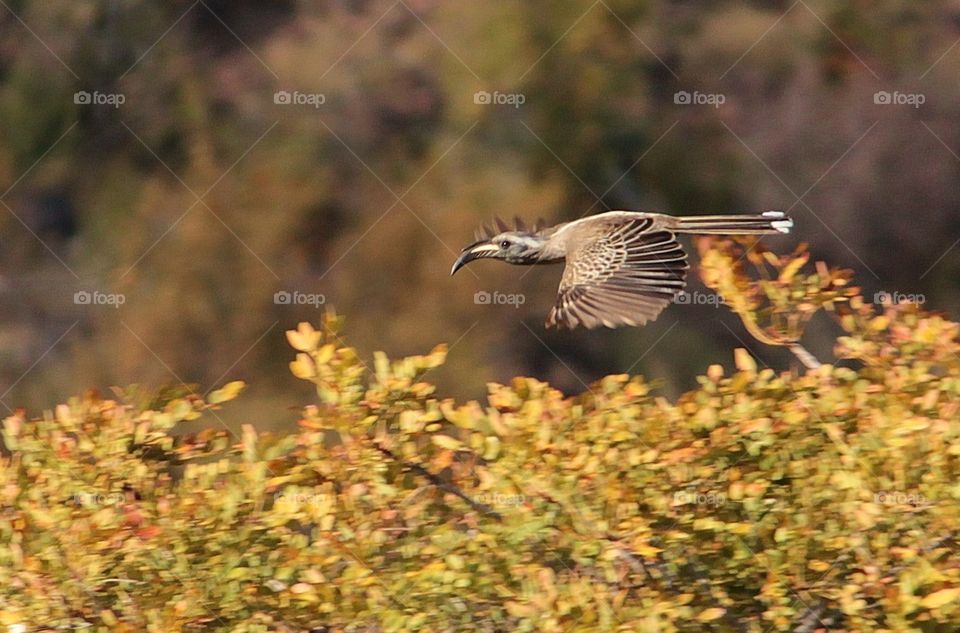 African gray hornbill
