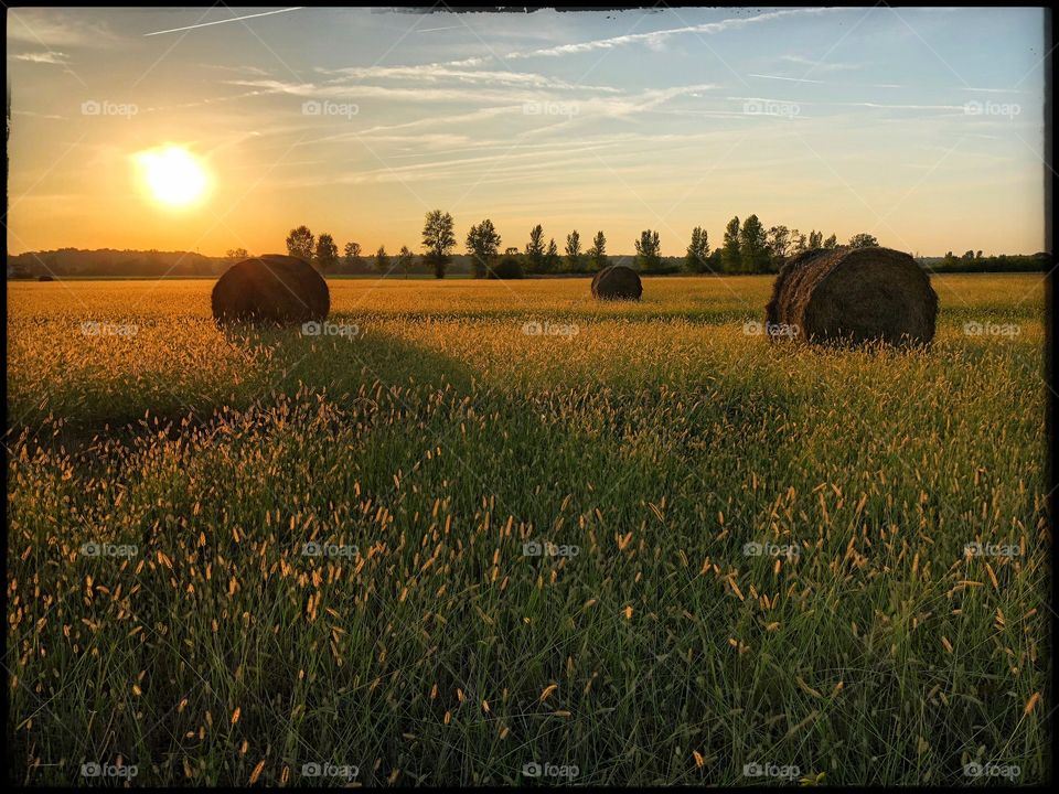 Twilight on a wheat field