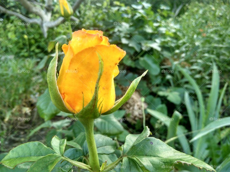 yellow rose