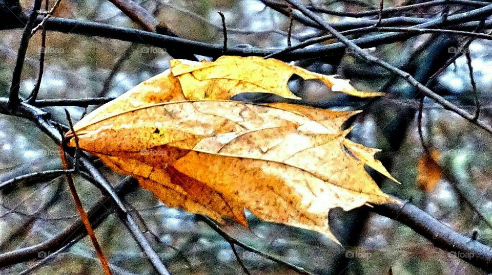 leaf in the wind. leaf , trees 