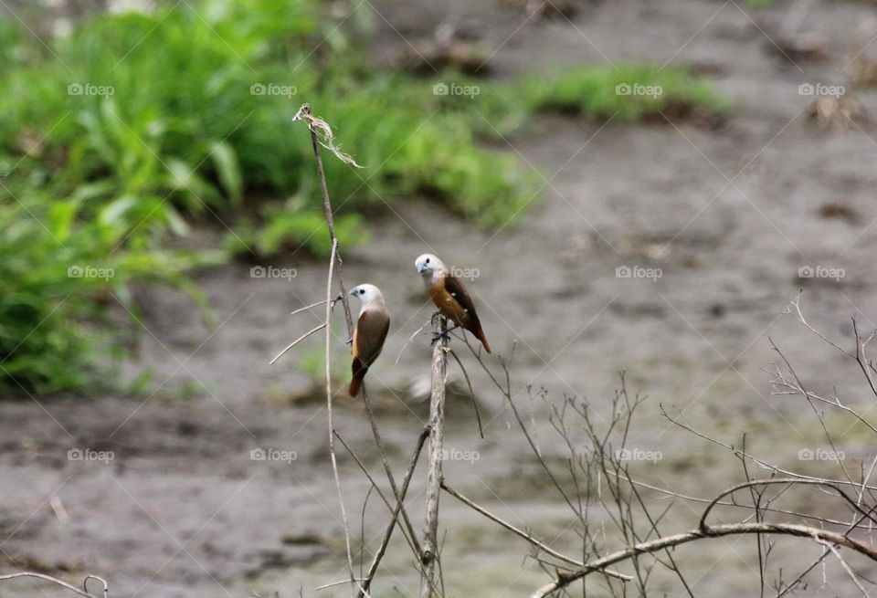 Pale headed munia. Both of two interest to stay along at the dryng bush . The birds shown only metres from the crown field & sea . They're feel on free to talk anything at quiet habitat .
