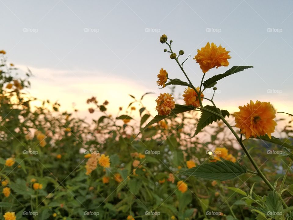 Wildflowers at Sunset