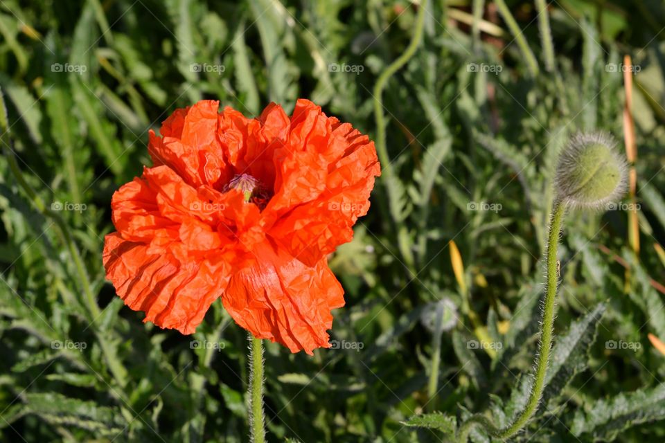 beautiful red poppy flower growing green background spring blooming