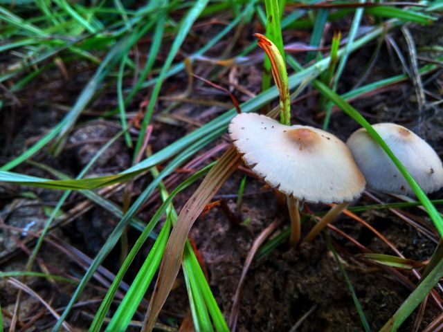 Mushroom
