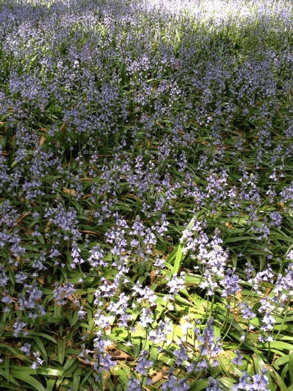 Lilacs in a field