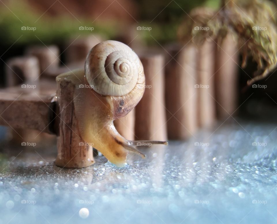 Snail 