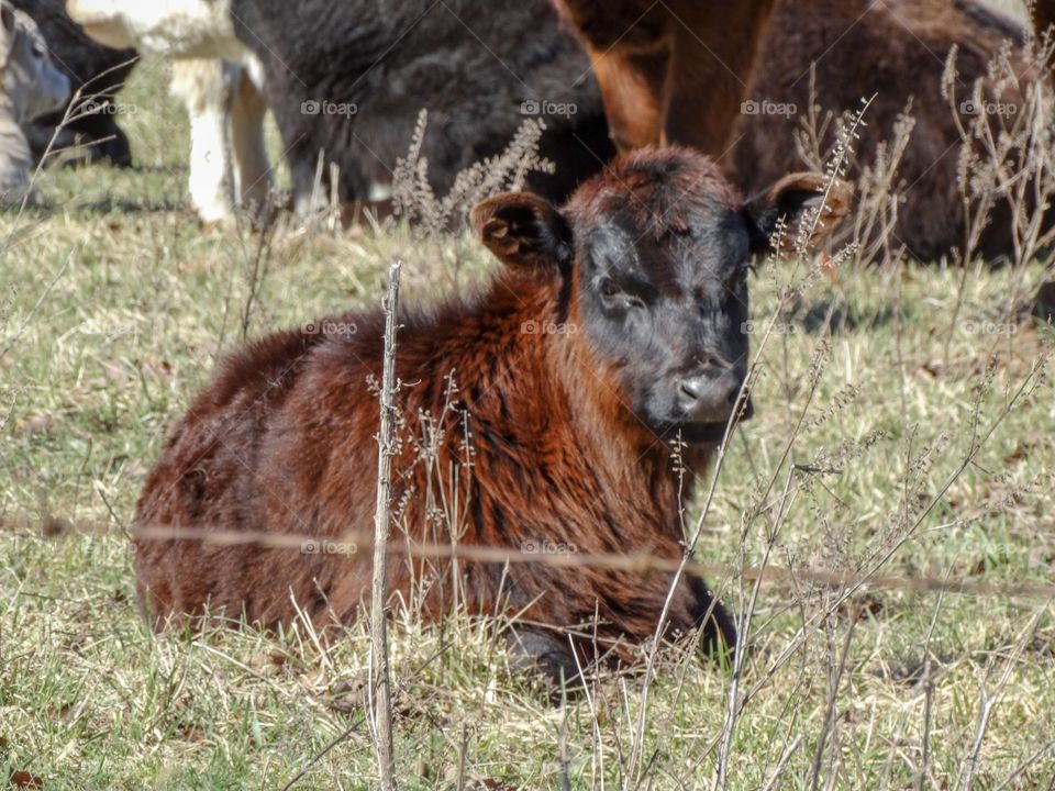 Black faced calf