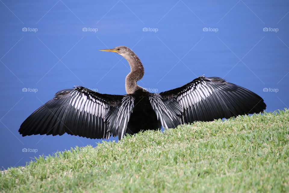 Anhinga drying his wings